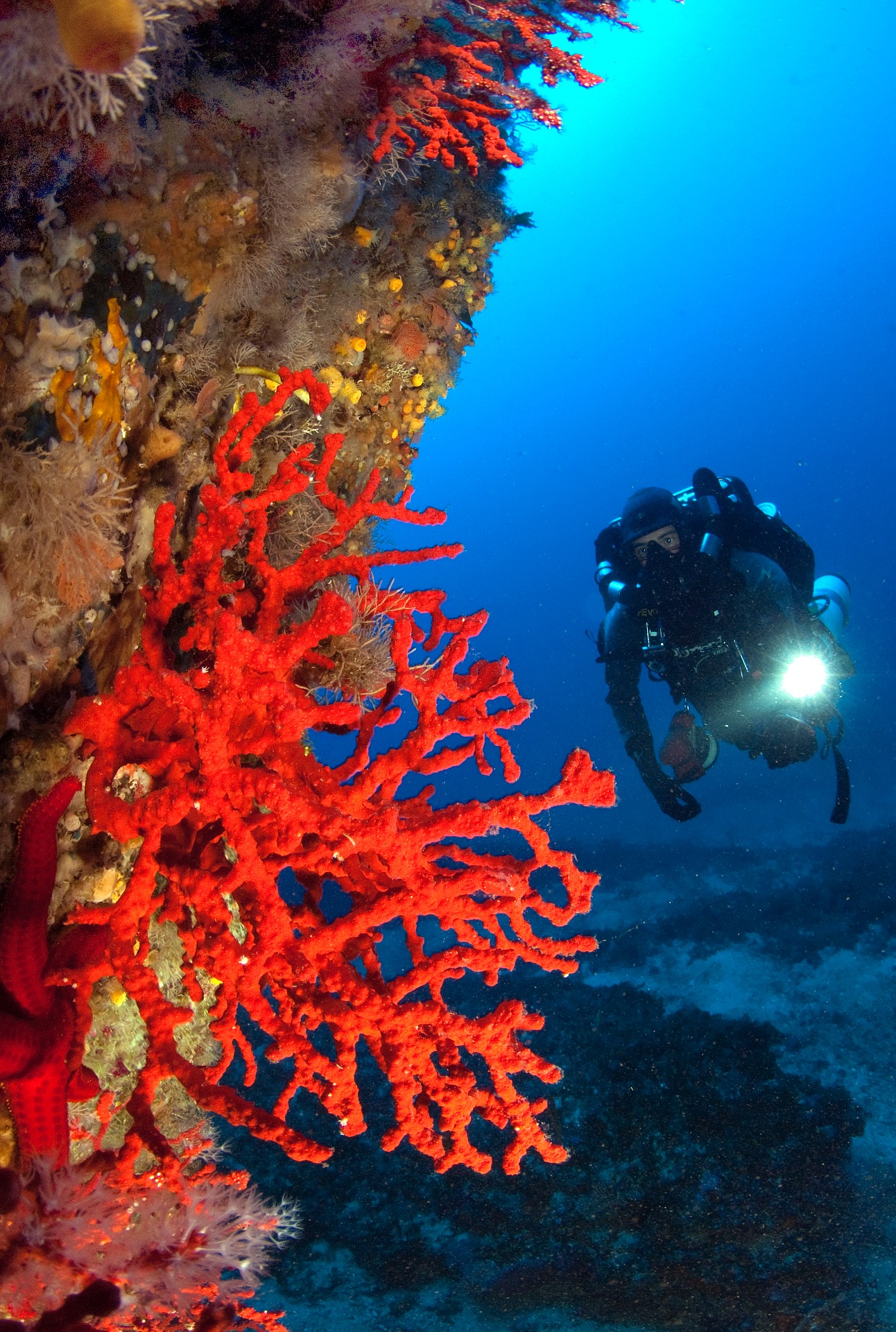 andromede-ocean.com/