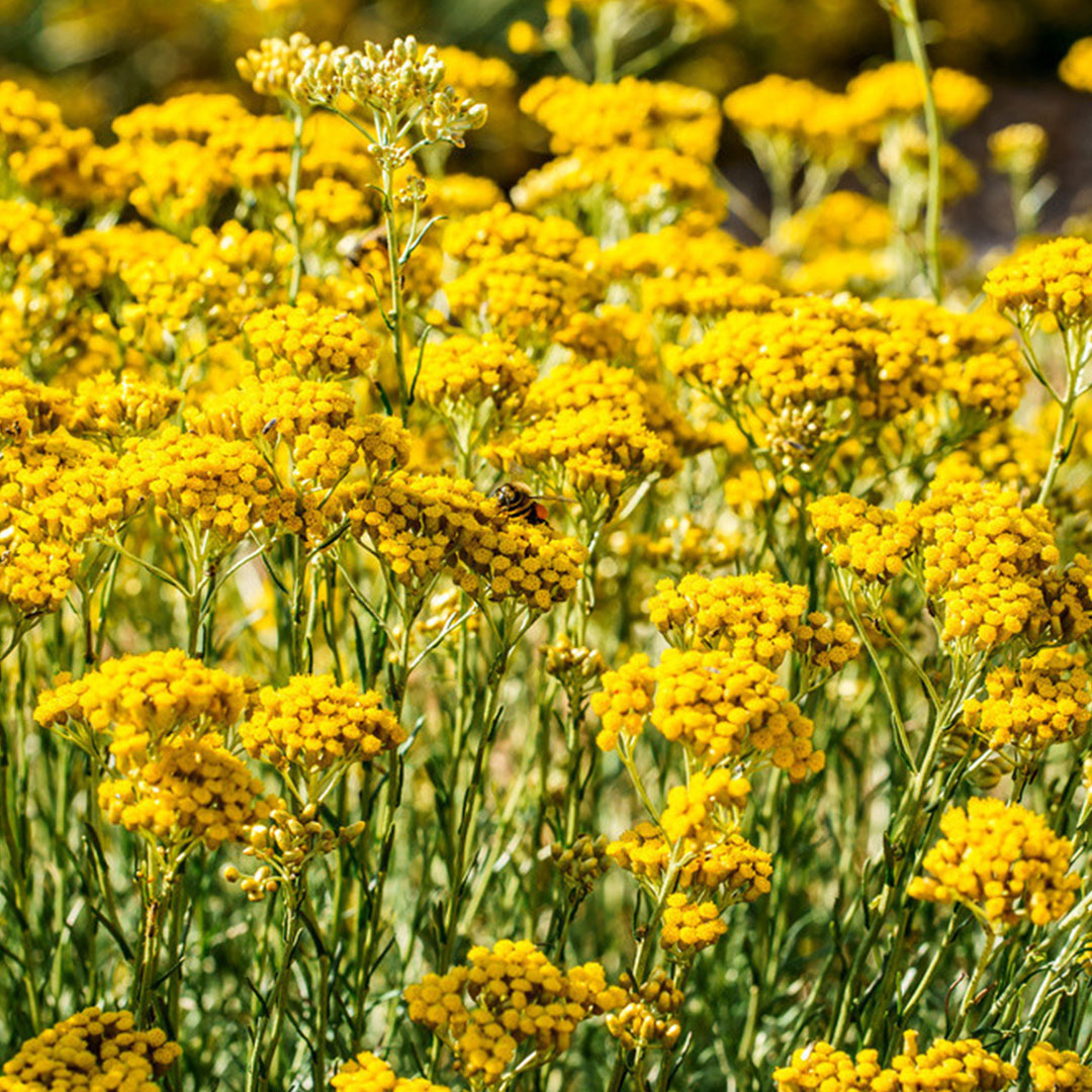 essences-naturelles-corses.fr